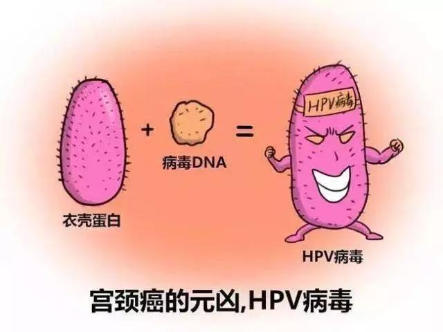 只有一个伴侣也会感染hpv?关于hpv病毒你不知道的5件事