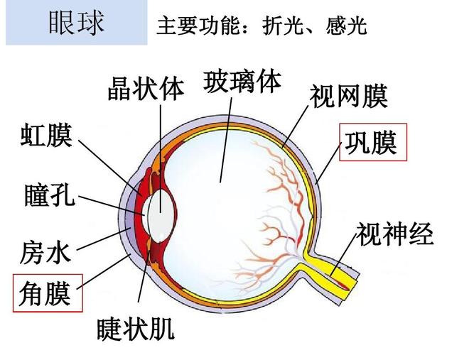 眼球 主要功能:折光,感光 晶状体 玻璃体 虹膜 瞳孔 房水 角膜 睫状肌
