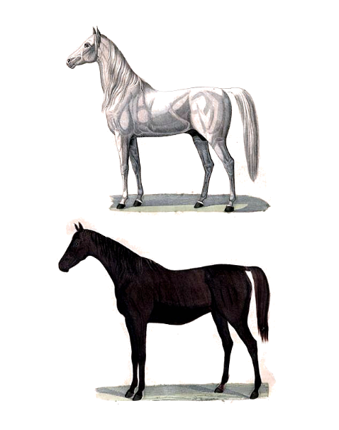 专栏盎格鲁阿拉伯马的前世今生