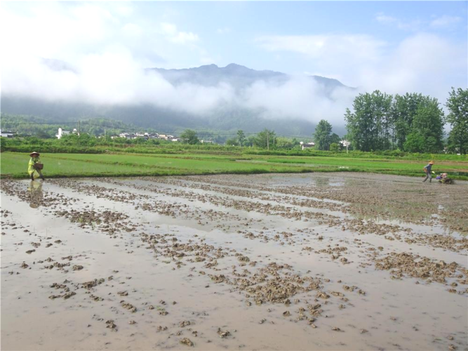 中安在线黄山频道|希望田野勤耕耘