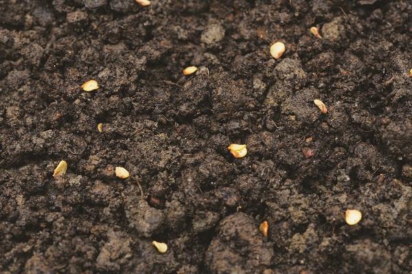 第一次种辣椒就上手!