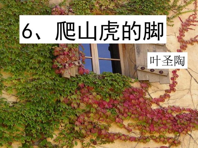 《爬山虎的脚》第二课时公开课ppt