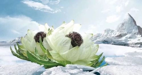 第二:天山雪莲