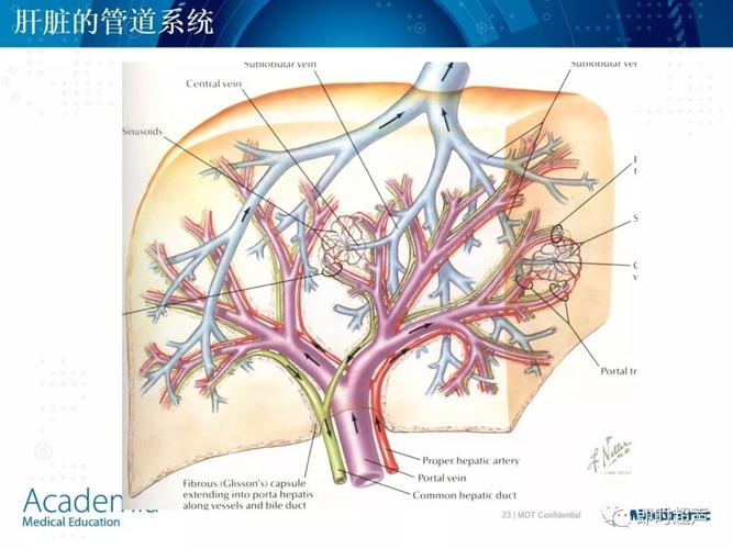 肝脏的基本解剖及分段