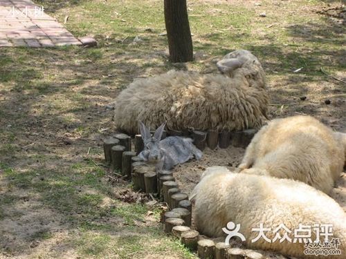 上海野生动物园和羊睡在一起的兔子图片-北京动物园-大众点评网