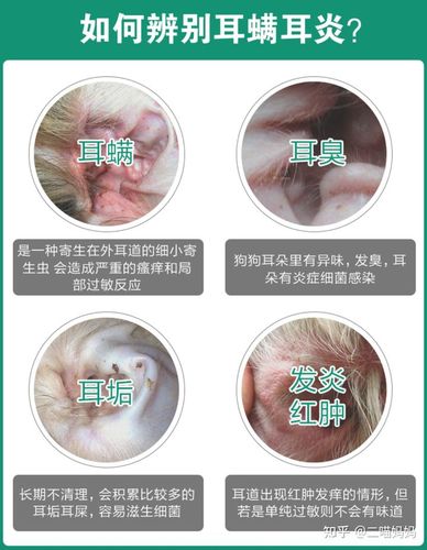 如何区分猫耳螨和耳垢