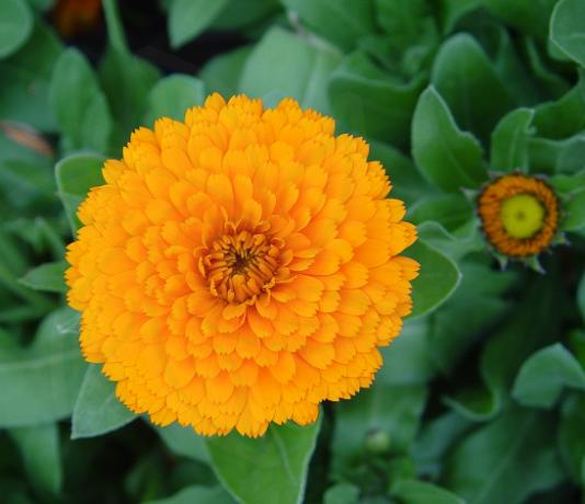 的全草或花.我国各地庭园多有栽培.具有清热止血的功效.