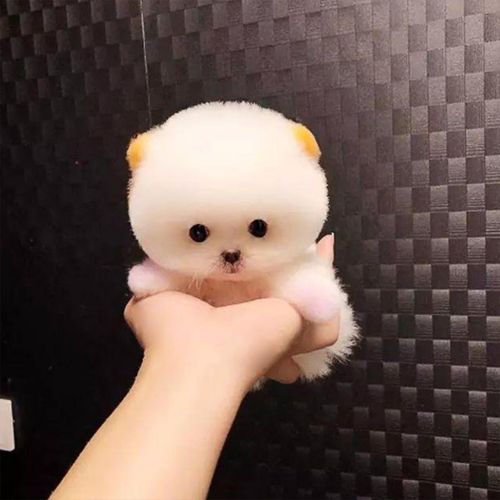 免费领养茶杯犬纯种博美俊介幼犬小型长不大真狗狗活幼体宠物活物
