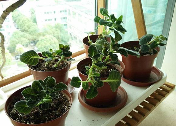 大岩桐花修剪图解