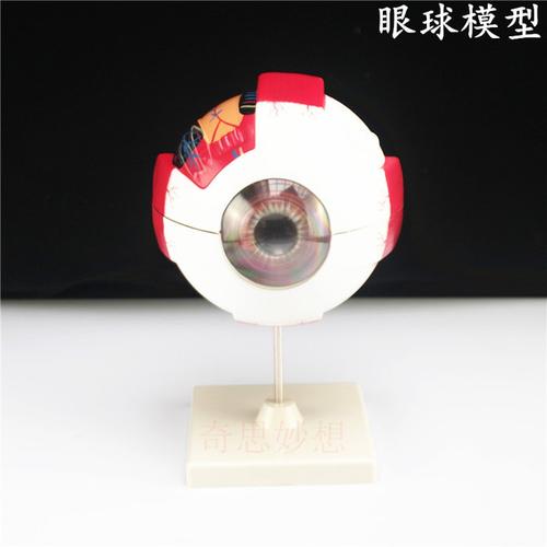 购客小学生生物科学实验眼球模型可拆卸 解剖放大6倍眼睛构造眼科眼眶