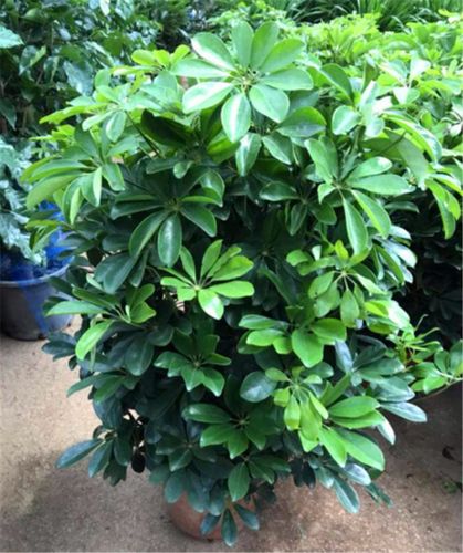 鸭掌木叶片有毒性,家庭养护要当心,避开3个雷区,美观又健康