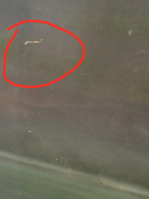 鱼缸里有好几条这种小虫子,是什么虫子?怎么祛除?