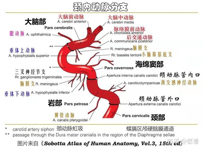 67精美解剖图谱颈内动脉的走行分段分支