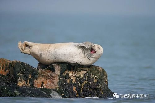 长岛珍稀海兽——斑海豹