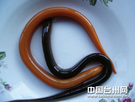 浙江台州黄岩金黄色黄鳝真稀奇