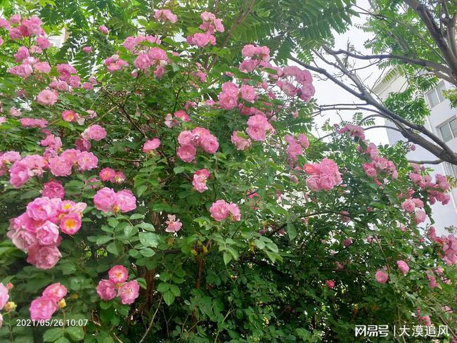 小区里的野蔷薇