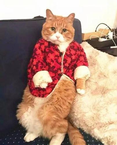 小橘猫穿大花袄,场面搞笑,网友:一看就是奶奶带大的