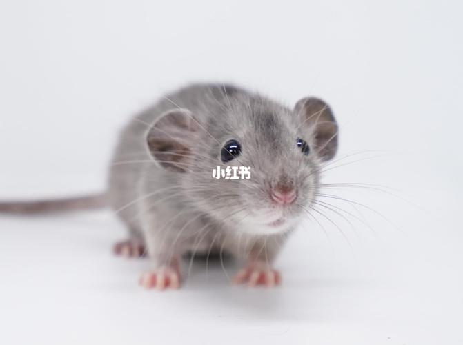 秀一下比较稀有的花枝鼠(1)_花枝鼠_宠物_宠物其他