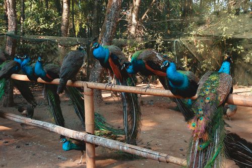德宏芒市孔雀谷森林公园
