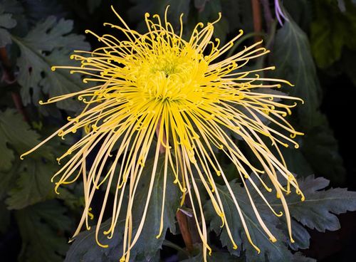 首页 图片大全 风景图片 菊花图片