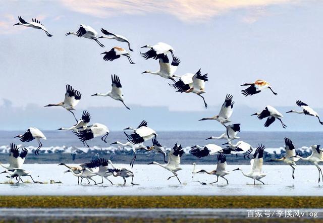 鄱阳湖候鸟天堂
