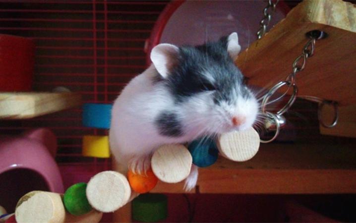 坎贝尔仓鼠奶牛怎么养成