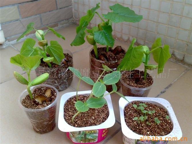 草娃娃 新款妈妈小菜园 太太花园 微型盆栽 迷你植物
