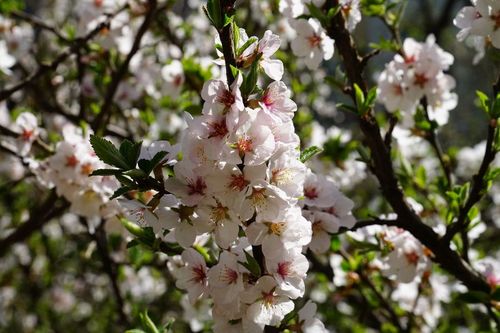 盛开的野樱桃花 (共p)