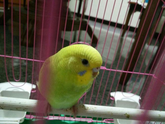 这只虎皮鹦鹉几个月大了?