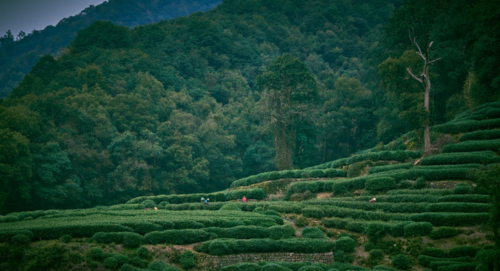 地址:江宁区秣陵街道吉山社区风坡茶场
