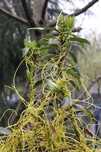 菟丝子属植物常见种类鉴定特征及防控方法