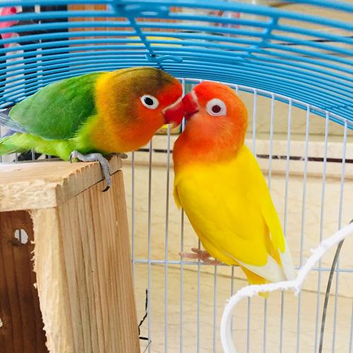 牡丹鹦鹉&黄雀鸟