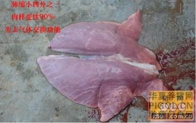 传说中的高热病(含现场诊断图谱) -猪高热病