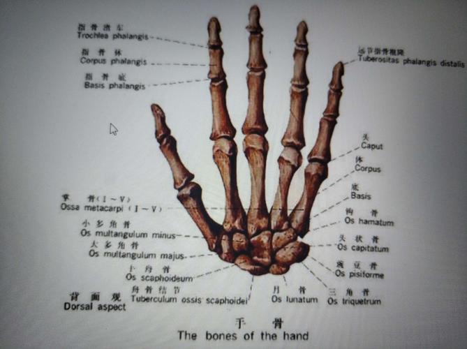 关节松动技术的康复应用