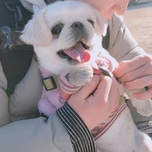 狗头像 