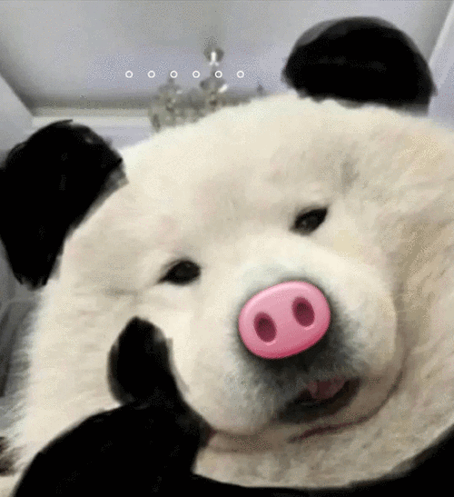 猪鼻熊猫头托腮表情包熊猫猪鼻头托表情
