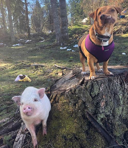 美国小猪和狗狗成好朋友 跨界友谊令人感动