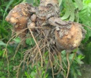 篇二 : 附子超量不中毒的秘密