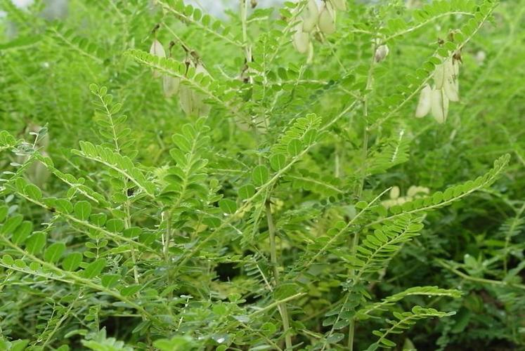 黄芪的功效与作用及食用方法