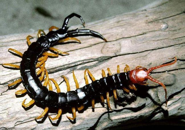 故事:坟地出现九条大蜈蚣,村民被咬后唇齿发绿,在地上