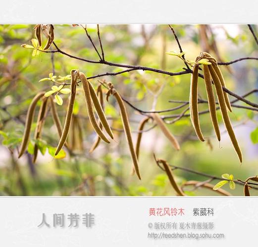 黄花风铃木