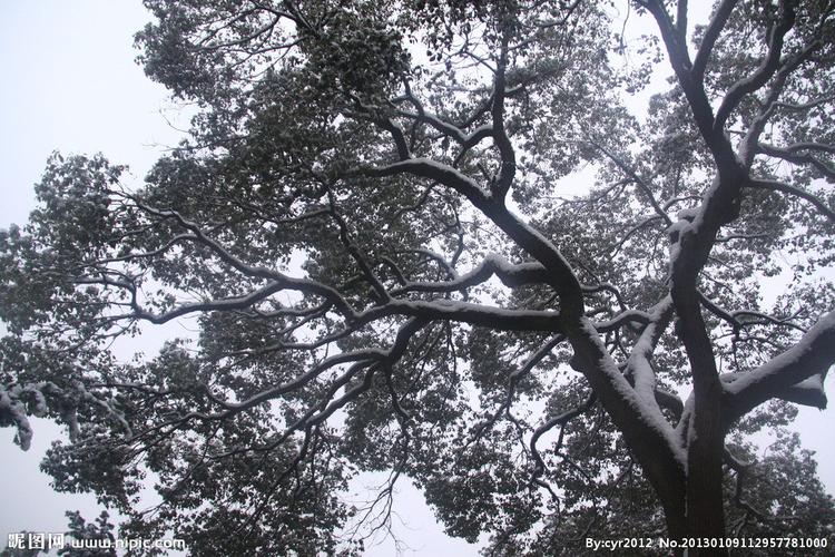 雪树图片