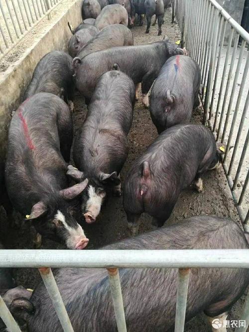 巴克夏猪新美系巴克夏种公猪批发