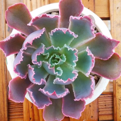 ak多肉花卉 晚霞之舞 多肉三仙子之一 多肉植物 满额包邮