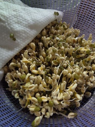 发绿豆芽(5/8)