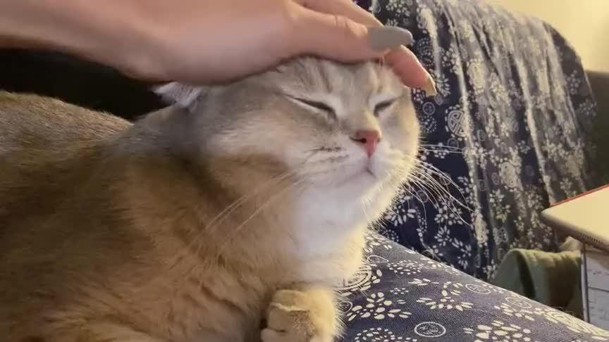 拍拍猫头,快乐一天