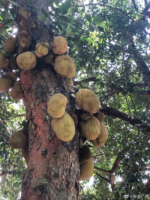 广西百年木菠萝树迎丰收一棵老树结140多颗果价值近3万元你今年吃过