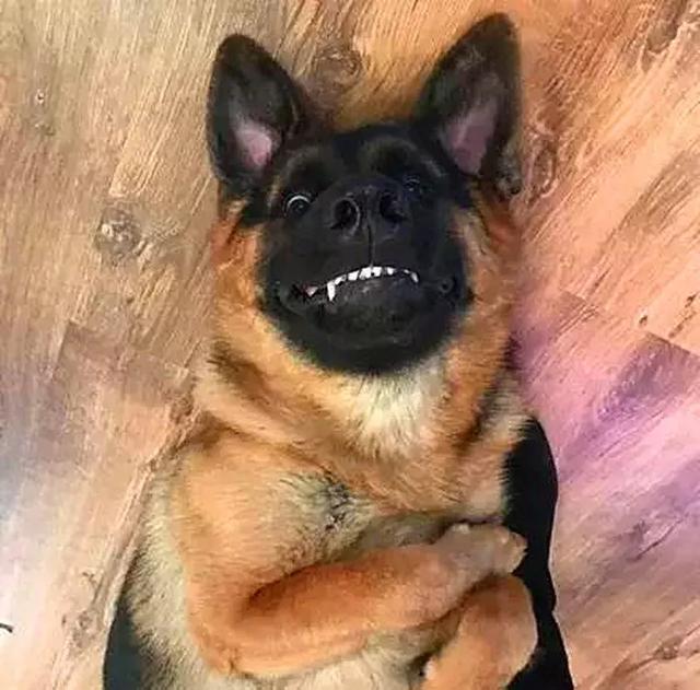 主人养黑狗五个理由,最庆幸事情,就是养了条忠诚黑犬!