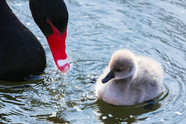 圆明园的三窝黑天鹅宝宝