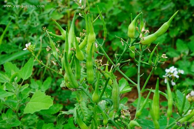 药用植物 中药图谱 莱菔子 《滇南本草》:"性温,味辛.
